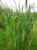 Typha latifolia