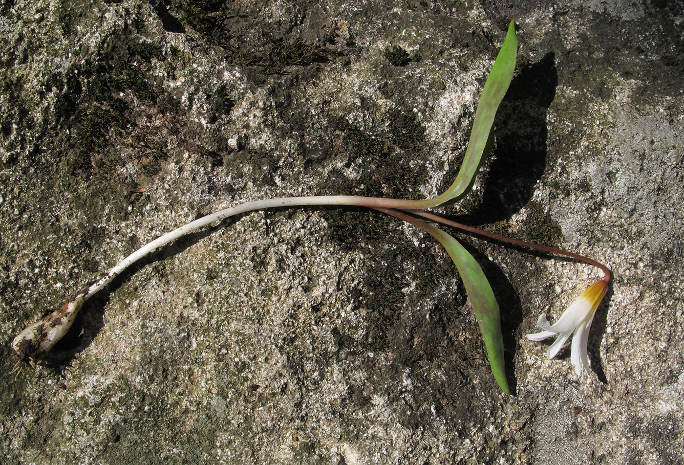 Image of Erythronium caucasicum specimen.