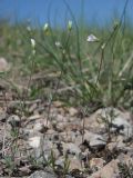Holosteum marginatum. Цветущие и плодоносящие растения. Горный Крым, восточный склон нижнего плато Чатырдага, щебнистый слабо задернованный склон вдоль верхней границы дубового леса. 15.04.2017.