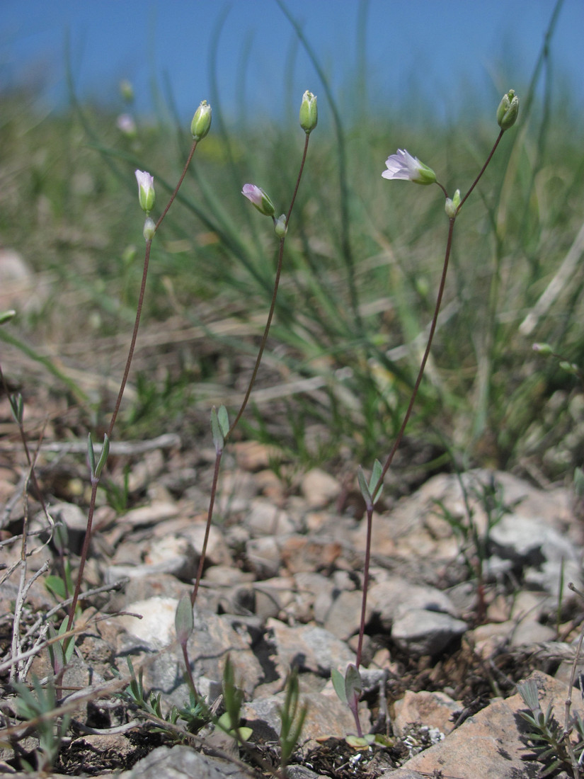 Image of Holosteum marginatum specimen.