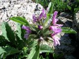 Phlomoides boraldaica
