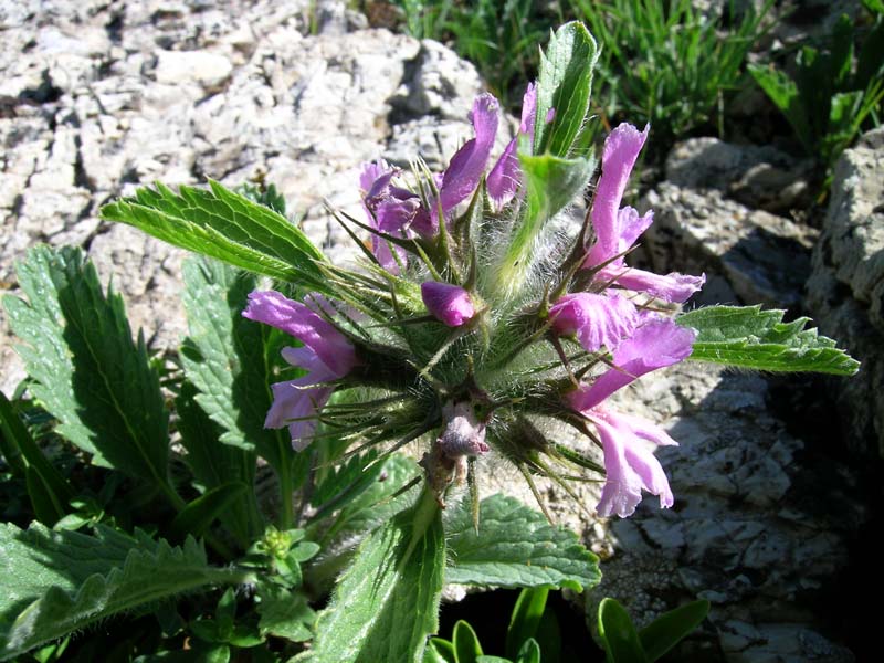 Image of Phlomoides boraldaica specimen.