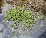 Sedum acre. Куртина вегетирующего растения на скальном обнажении. Пермский край, Лысьвинский р-н, с. Кын, крутой каменистый склон горы Плакун. 04.05.2017.
