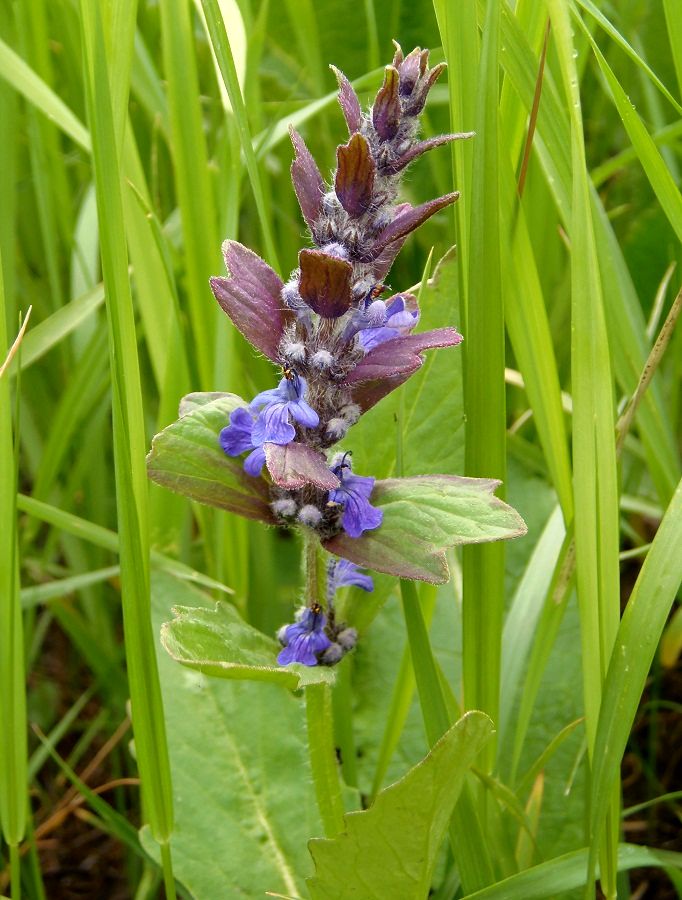 Image of Ajuga genevensis specimen.