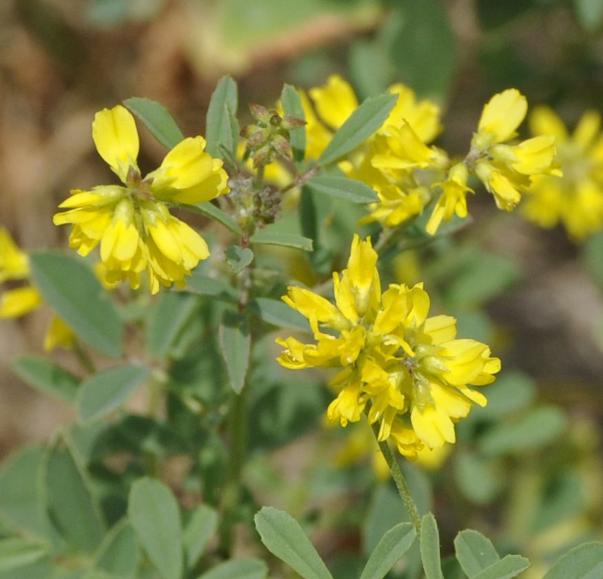 Изображение особи Melilotus neapolitanus.