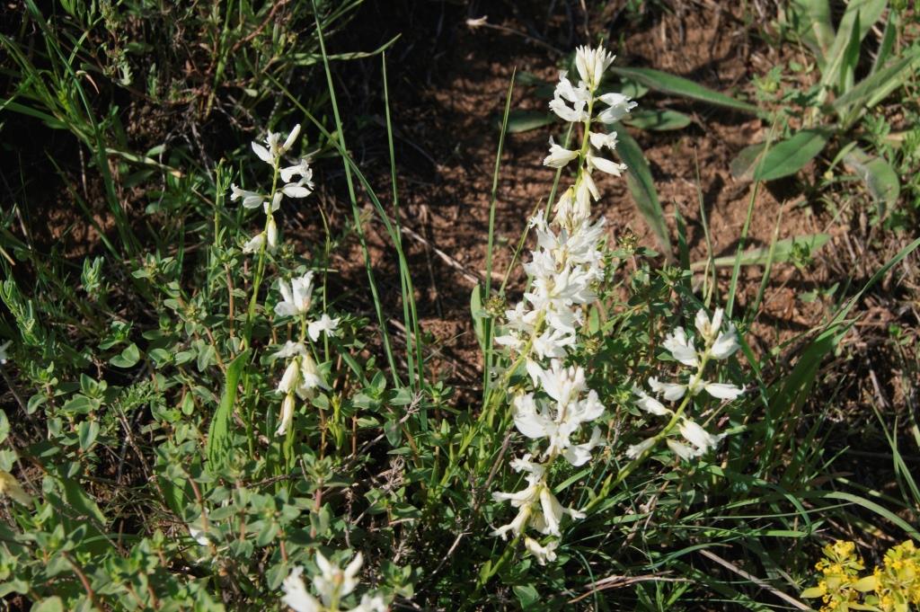 Image of Polygala major specimen.