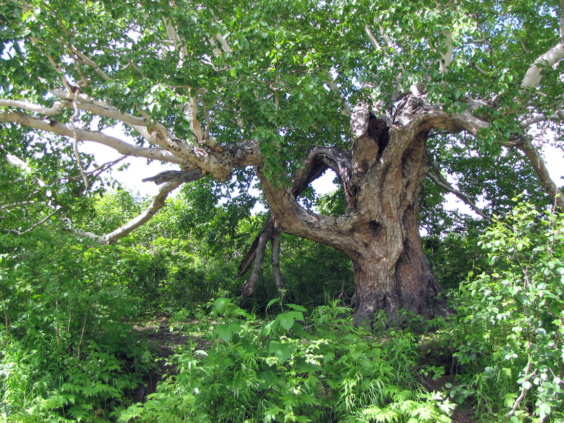 Image of Betula ermanii specimen.