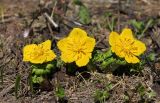 Trollius ranunculinus. Цветущие растения. Краснодарский край, хр. Ачишхо, ок. 1800 м н.у.м., субальпийский луг, на месте недавно растаявшего снежника. 26.06.2017.