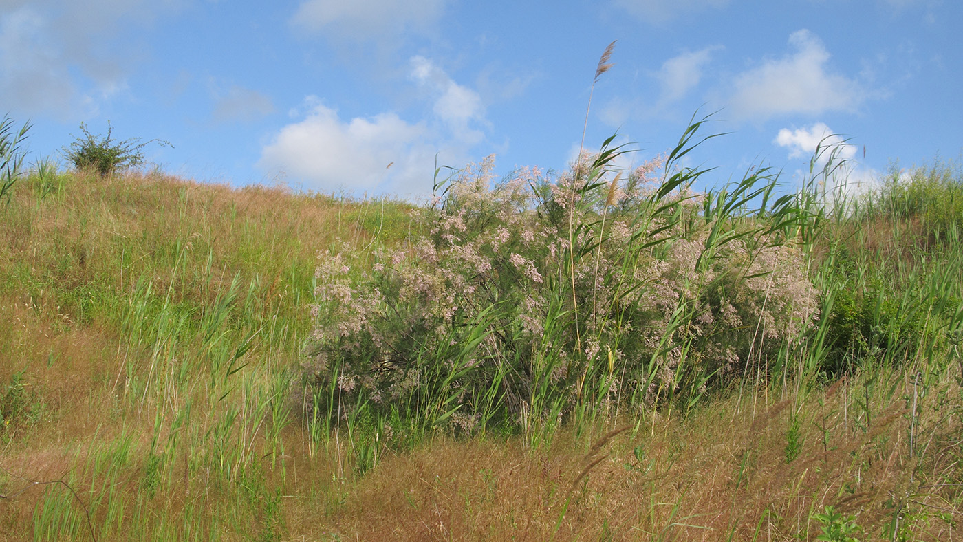 Image of Tamarix ramosissima specimen.