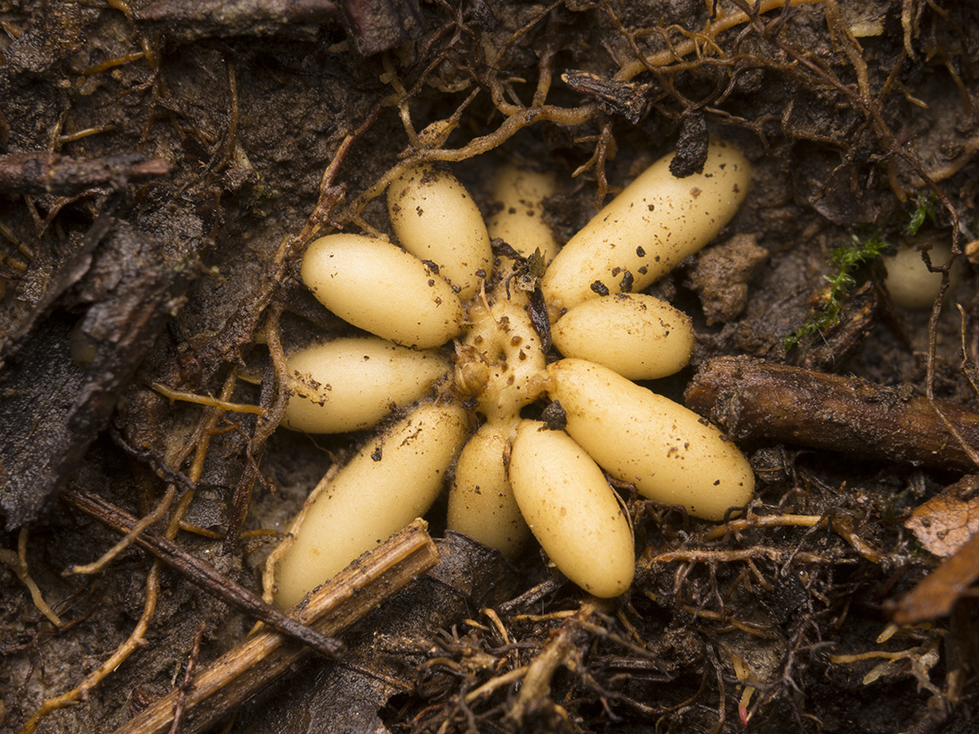 Image of Ficaria verna specimen.