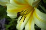 Lilium kesselringianum. Центральная часть цветка. Республика Адыгея, Майкопский р-н, Кавказский биосферный заповедник, восточное подножие горы Фишт, территория туристского приюта \"Фишт\", у скалы, выс. ок. 1590 м н.у.м. 15.07.2017.