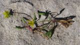 Ranunculus helenae