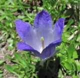 Campanula biebersteiniana