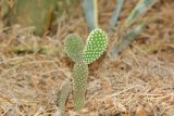 Opuntia microdasys. Молодое растение. Израиль, Нижняя Галилея, г. Верхний Назарет, двор многоэтажного дома, в культуре. 09.08.2017.