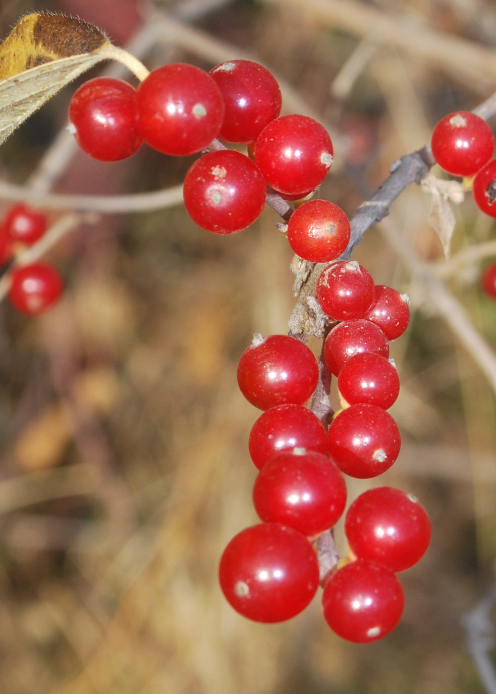 Image of Lonicera maackii specimen.