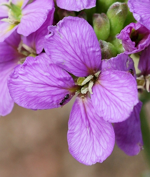 Image of Erysimum cyaneum specimen.