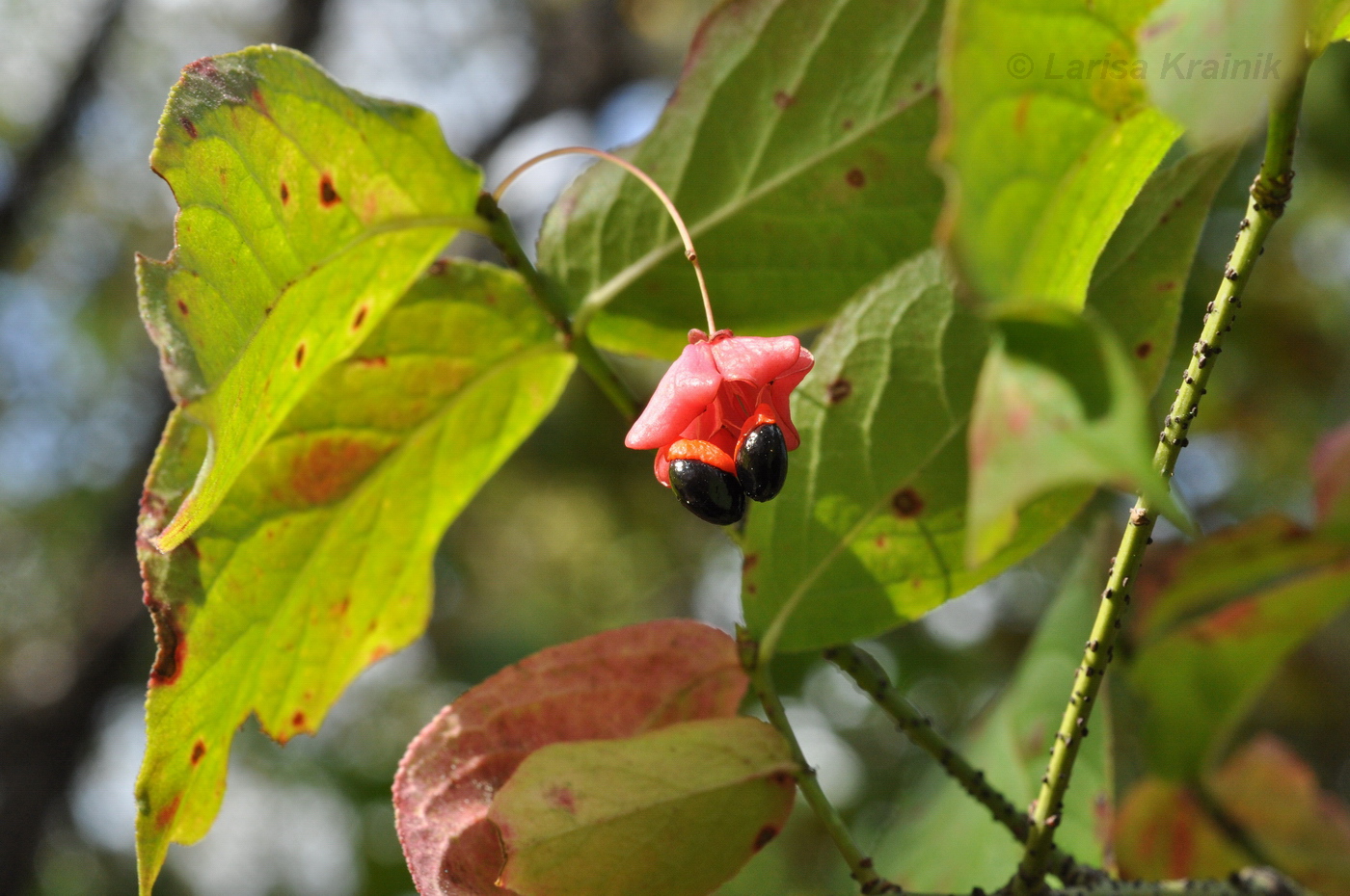 Image of Euonymus pauciflorus specimen.