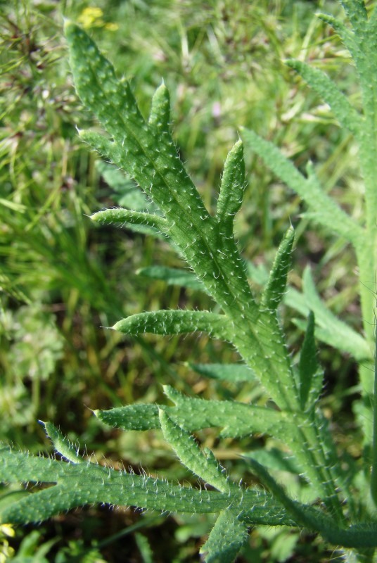 Изображение особи Papaver stevenianum.