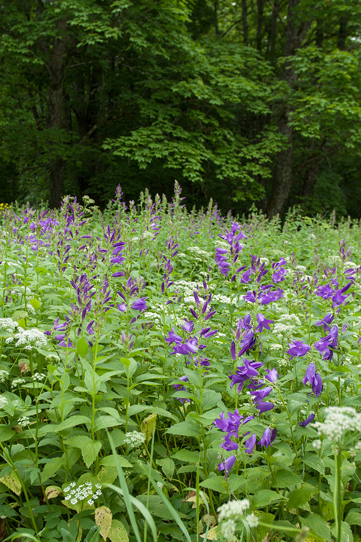 Изображение особи Campanula latifolia.