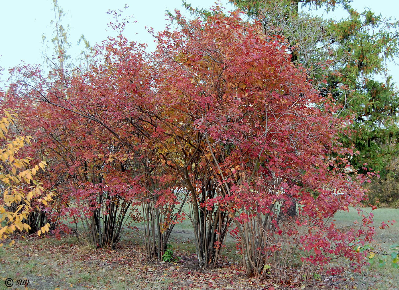 Изображение особи Viburnum opulus f. roseum.