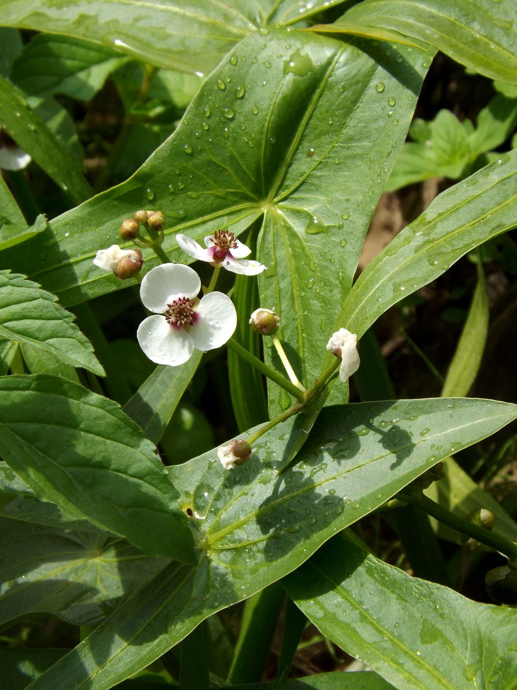 Image of Sagittaria sagittifolia specimen.