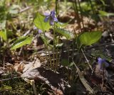 Viola selkirkii. Цветущее растение. Пермский край, г. Пермь, Кировский р-н, опушка в смешанном лесу. 27.05.2017.