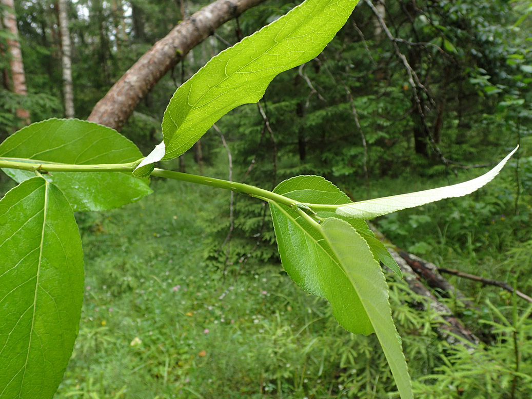 Image of Populus suaveolens specimen.