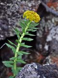 Rhodiola rosea. Верхушка побега с распускающимся соцветием. Монголия, аймак Архангай, вулкан Хорго, ≈ 2400 м н.у.м., каменистый склон. 06.06.2017.