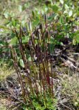 Gentiana uniflora