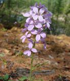 Cardamine trifida