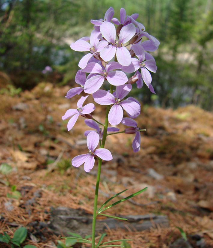 Image of Cardamine trifida specimen.