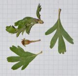 Image of specimen