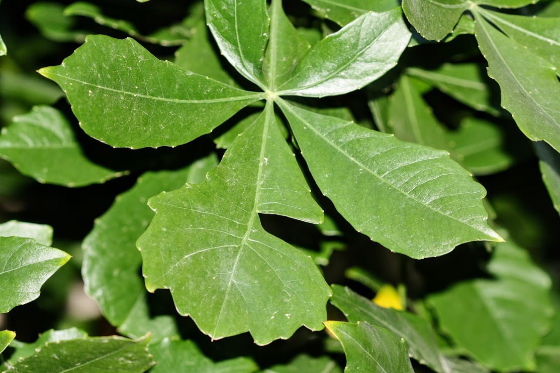 Изображение особи семейство Araliaceae.