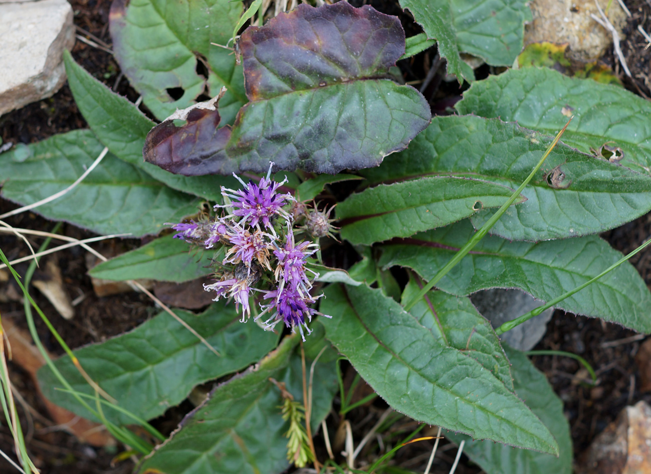 Изображение особи Saussurea pseudotilesii.