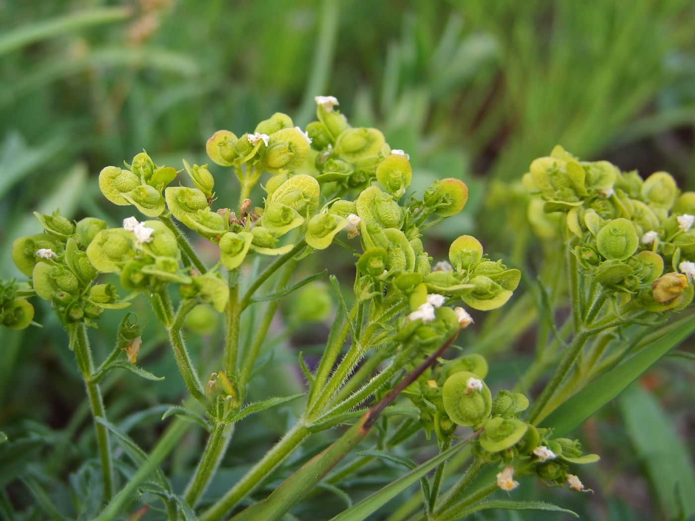 Изображение особи Patrinia sibirica.