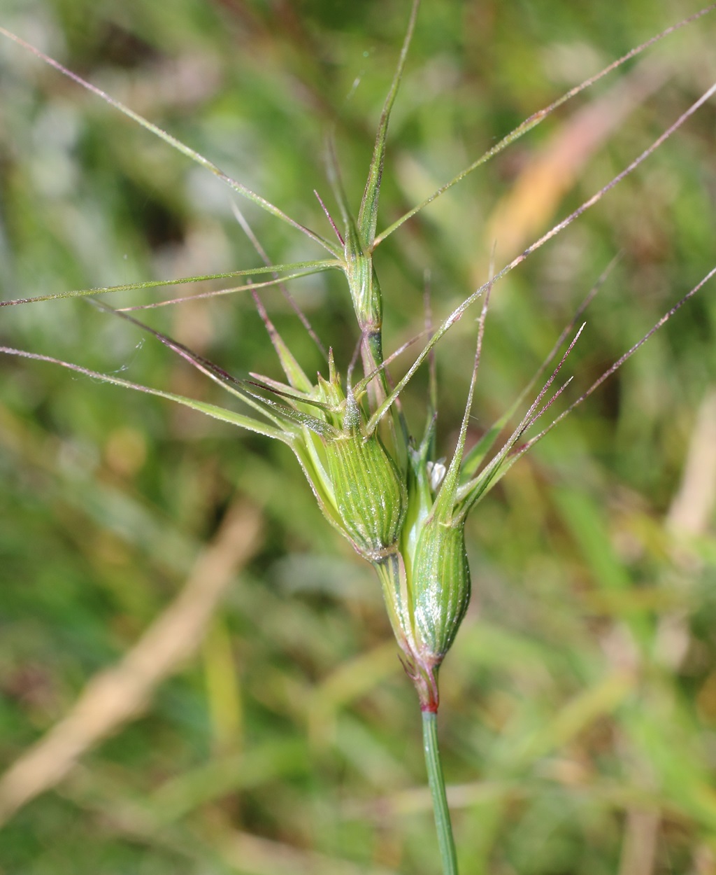 Изображение особи Aegilops ovata.