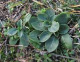 genus Melandrium