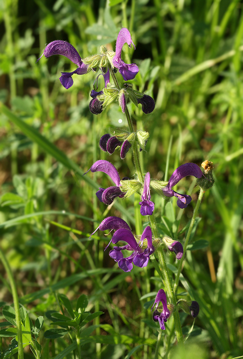 Image of Salvia pratensis specimen.