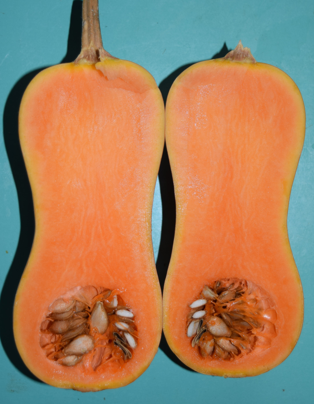 Image of Cucurbita moschata specimen.