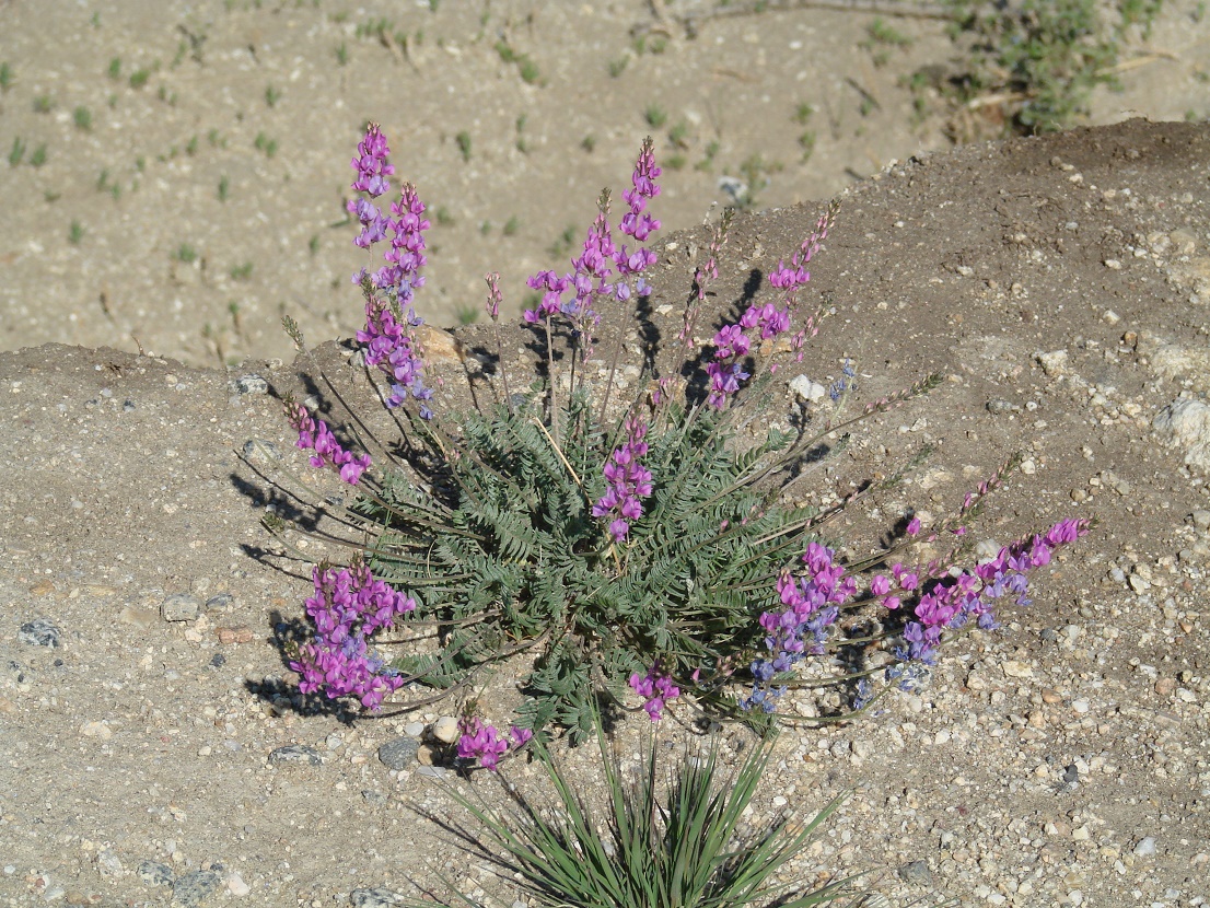 Image of Oxytropis coerulea specimen.