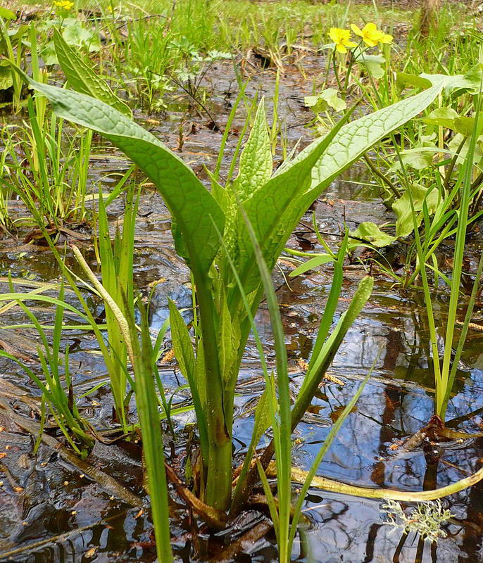 Изображение особи Symphytum officinale.