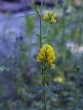 Medicago falcata