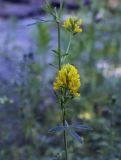 Medicago falcata. Соцветие. Пермский край, г. Пермь, Кировский р-н, обочина асфальтовой дороги. 17.07.2017.