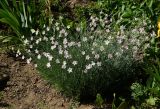 Dianthus plumarius