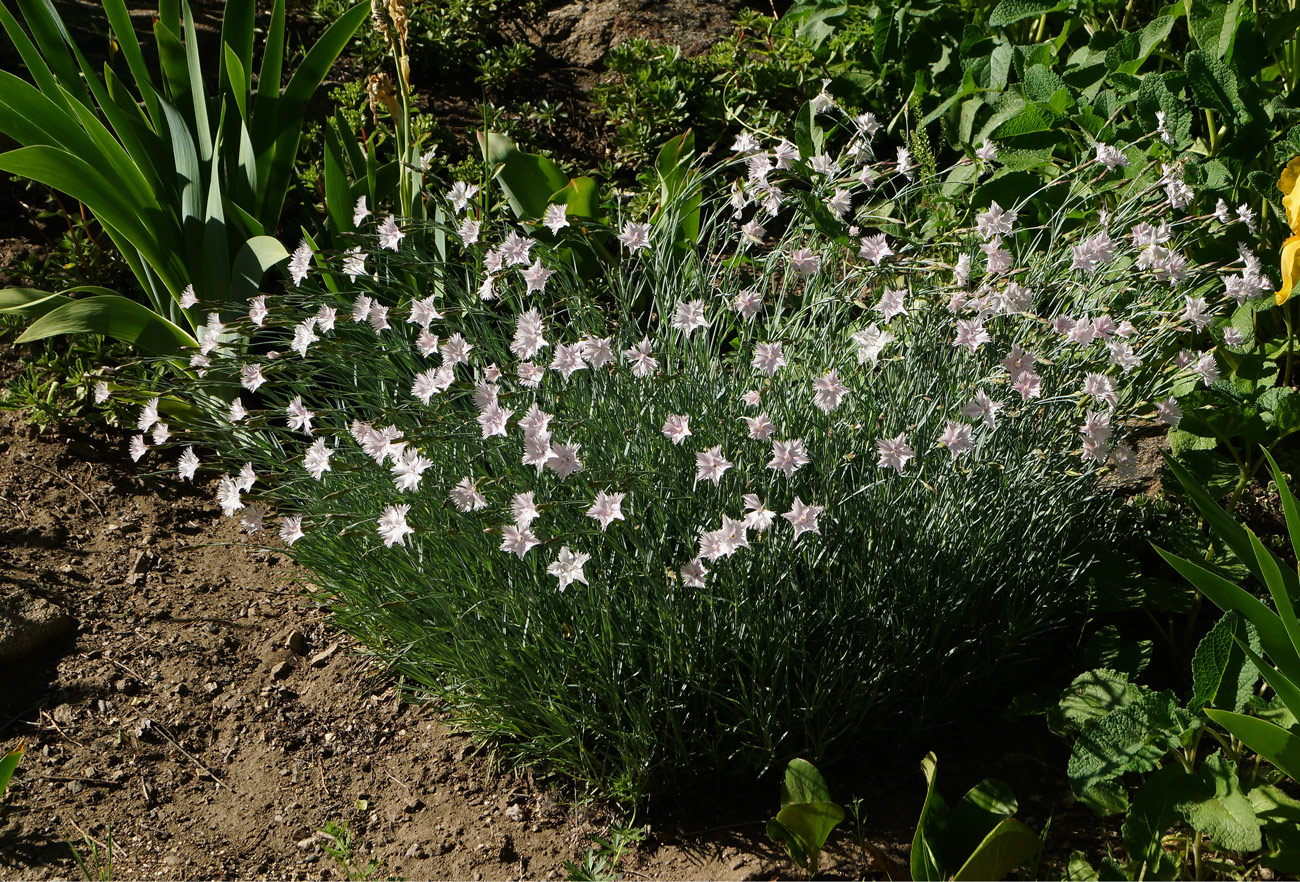 Изображение особи Dianthus plumarius.