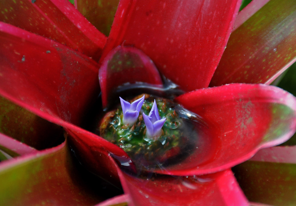 Изображение особи род Neoregelia.