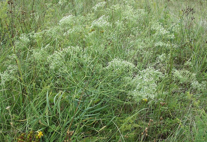 Image of Falcaria vulgaris specimen.