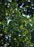 Pongamia pinnata. Верхушка ветви с плодами. Малайзия, о-в Калимантан, национальный парк Бако, песчаный пляж. 08.05.2017.