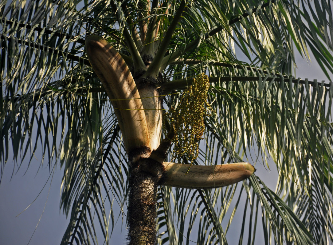Image of Oncosperma tigillarium specimen.