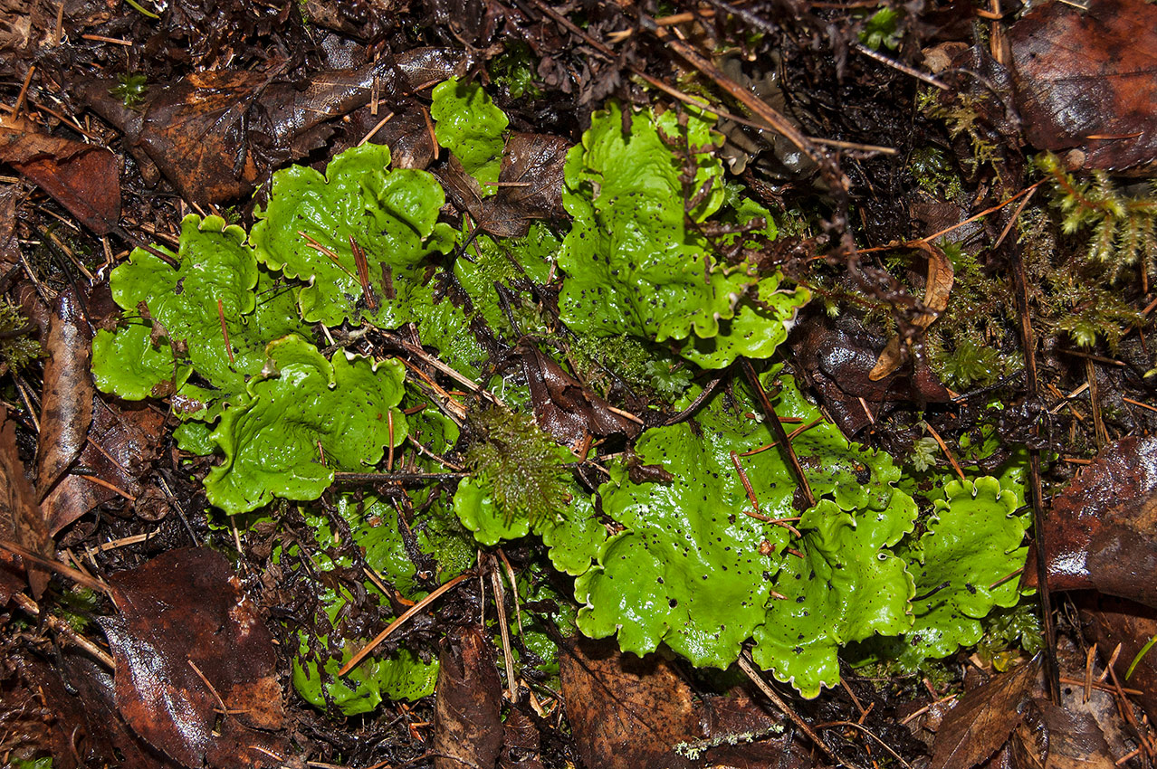 Изображение особи Peltigera aphthosa.